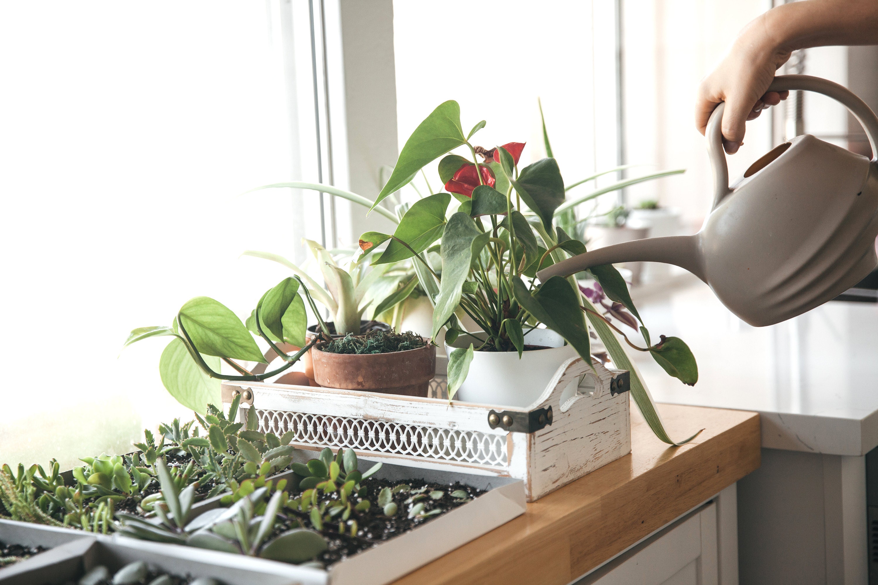 Watering your plants the way my mom did. In small sips.