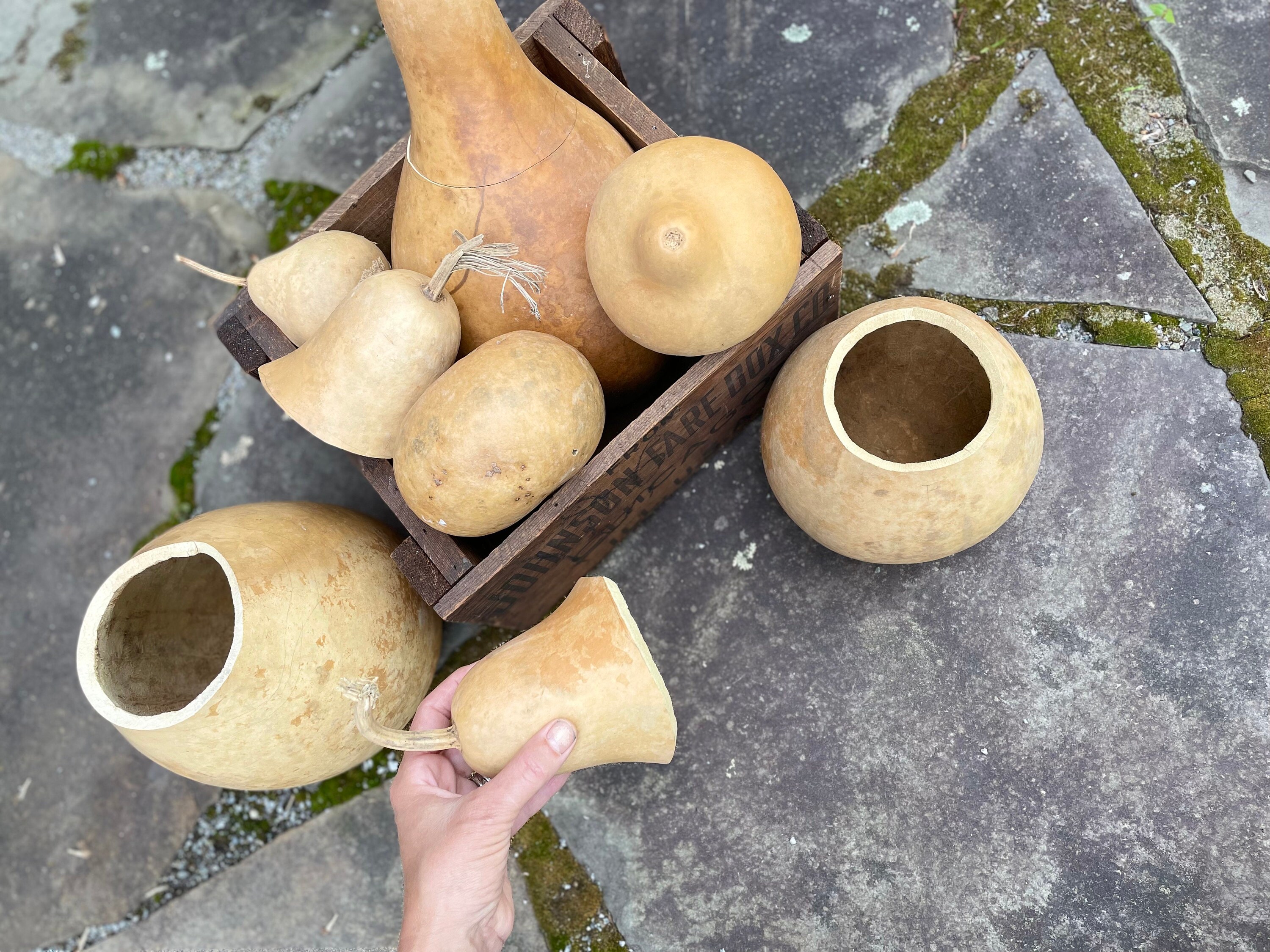 Dried gourds with tops off and seeds removed.