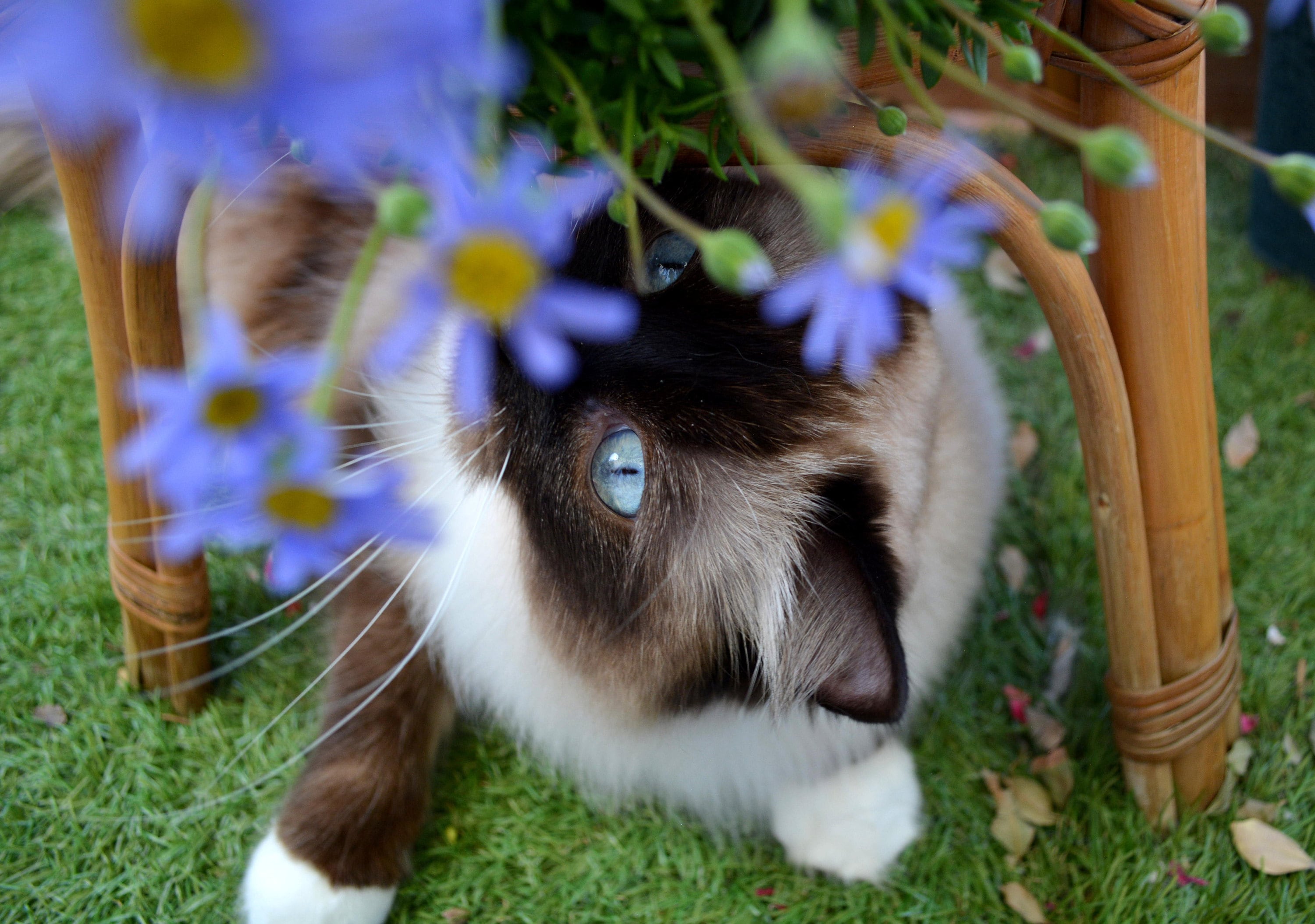 Cat collars and other pet tags