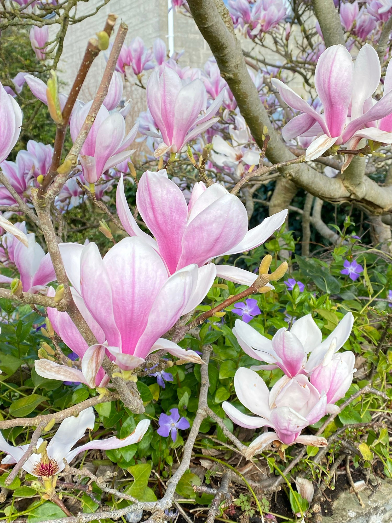 Magnolia Blossom