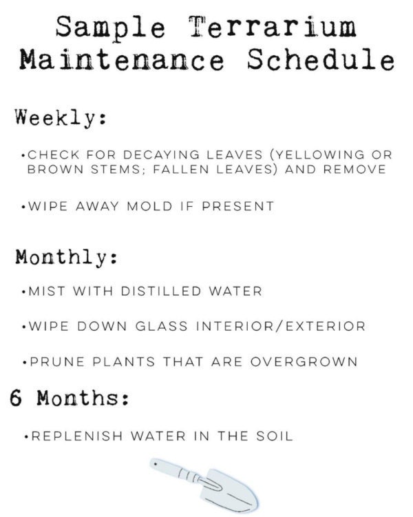 Sample terrarium maintenance schedule.