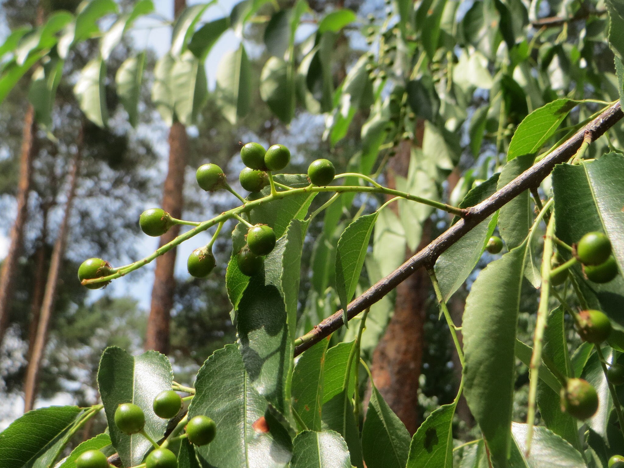 Wild Cherry Bark