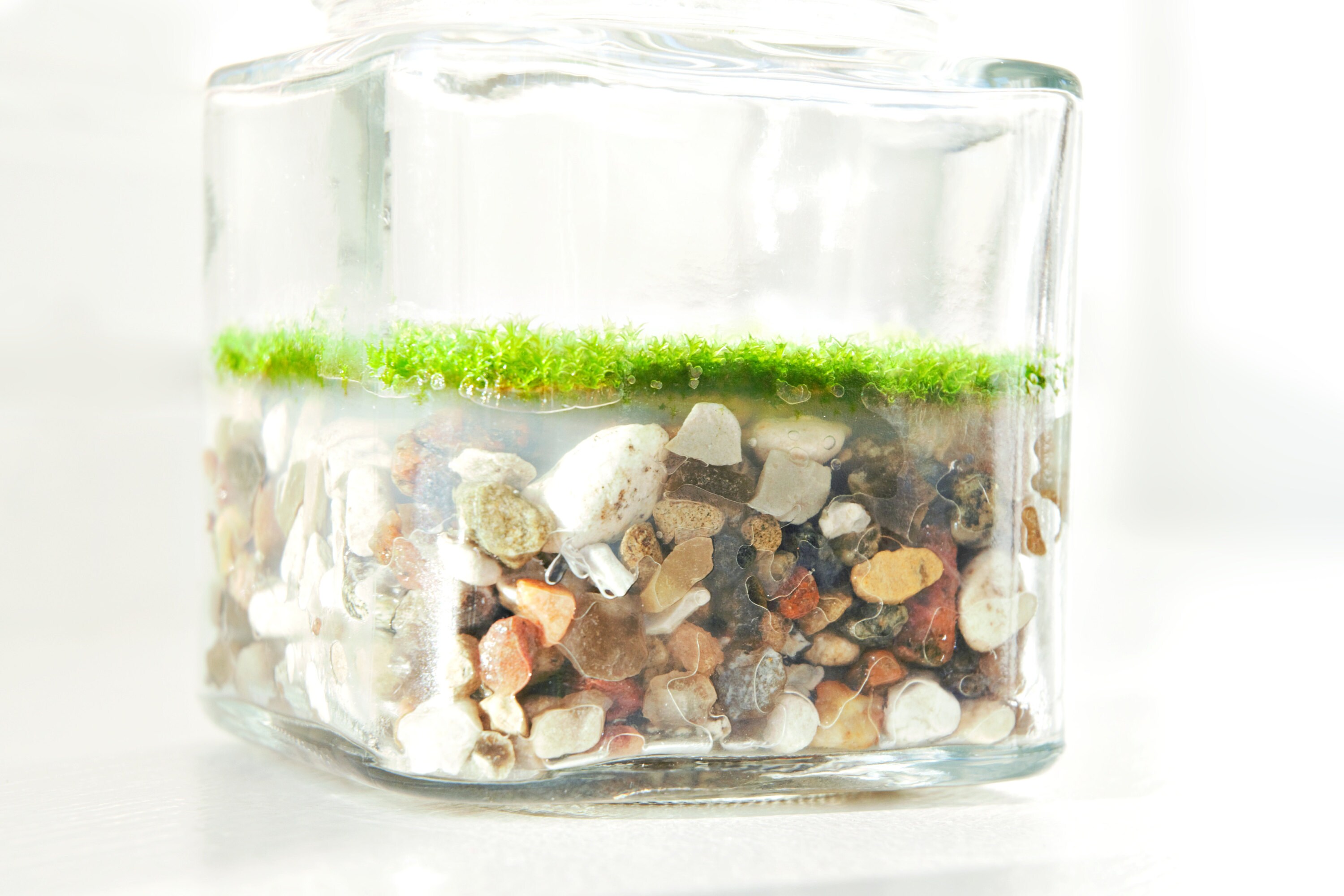 Square jar with moss