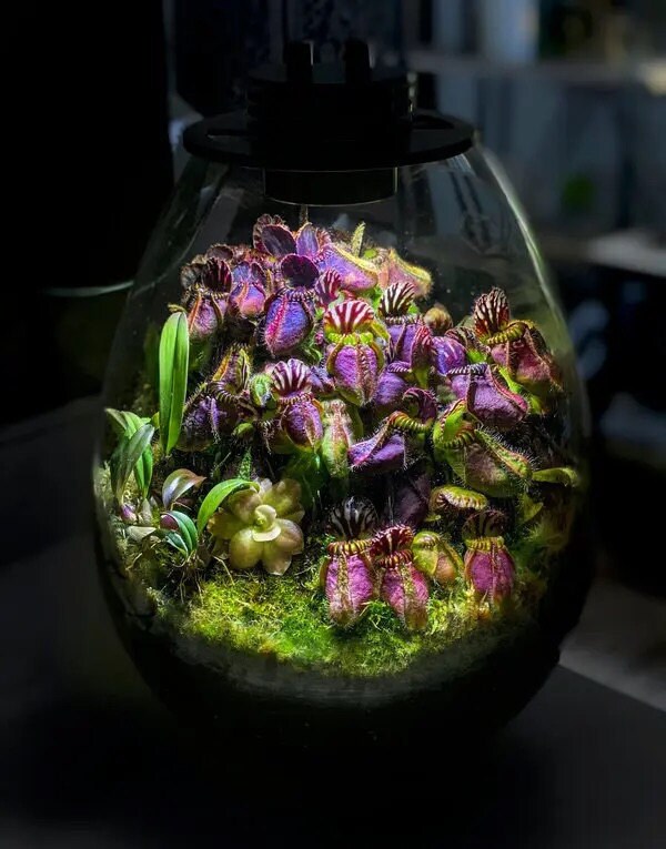 pitcher plant terrarium