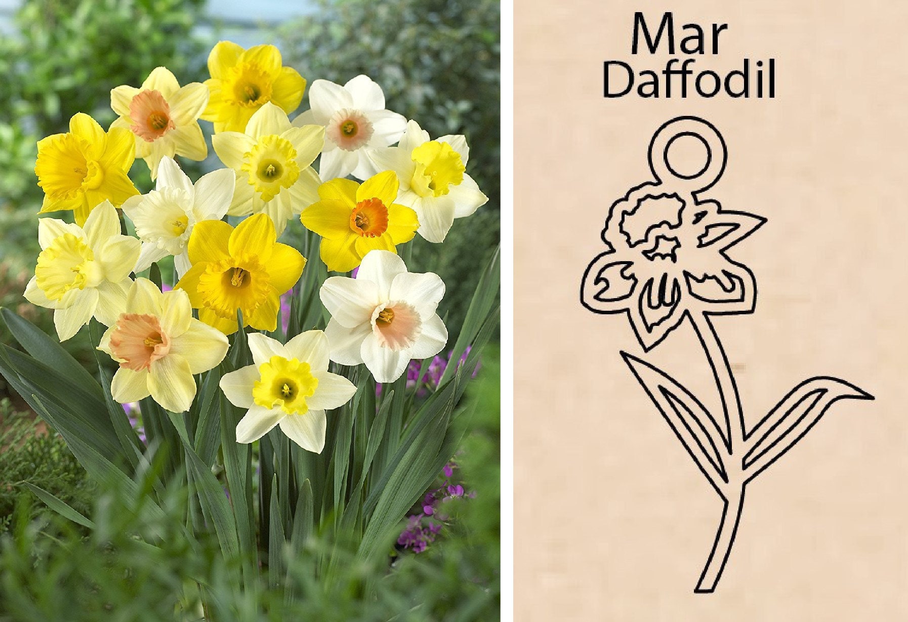 Daffodil Flower By Necklace Dream World
