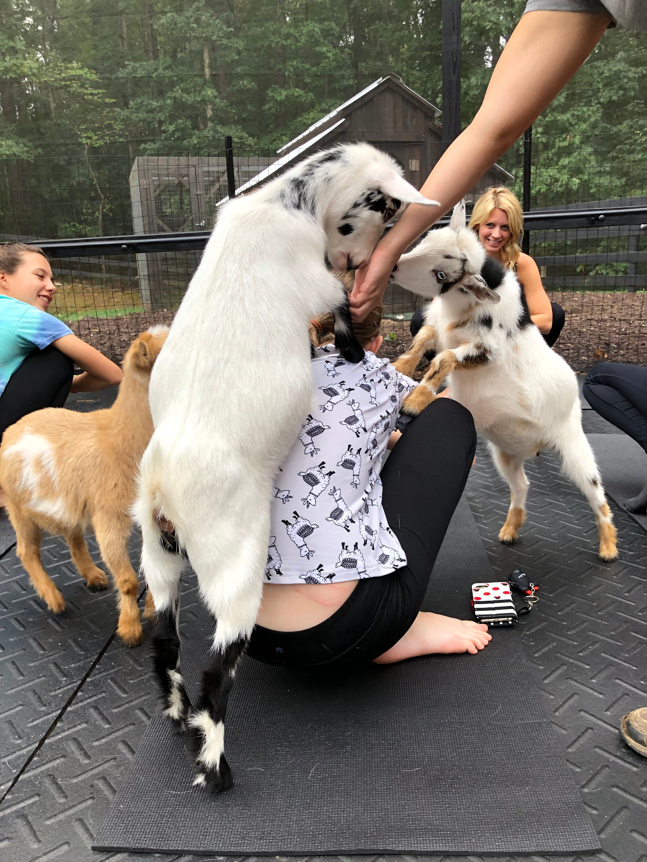 Lots of Goats not so much Yoga