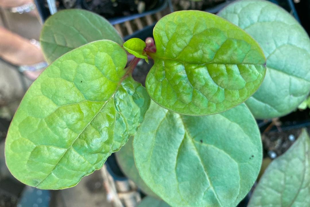 Malabar Spinach-A Climbing Variety