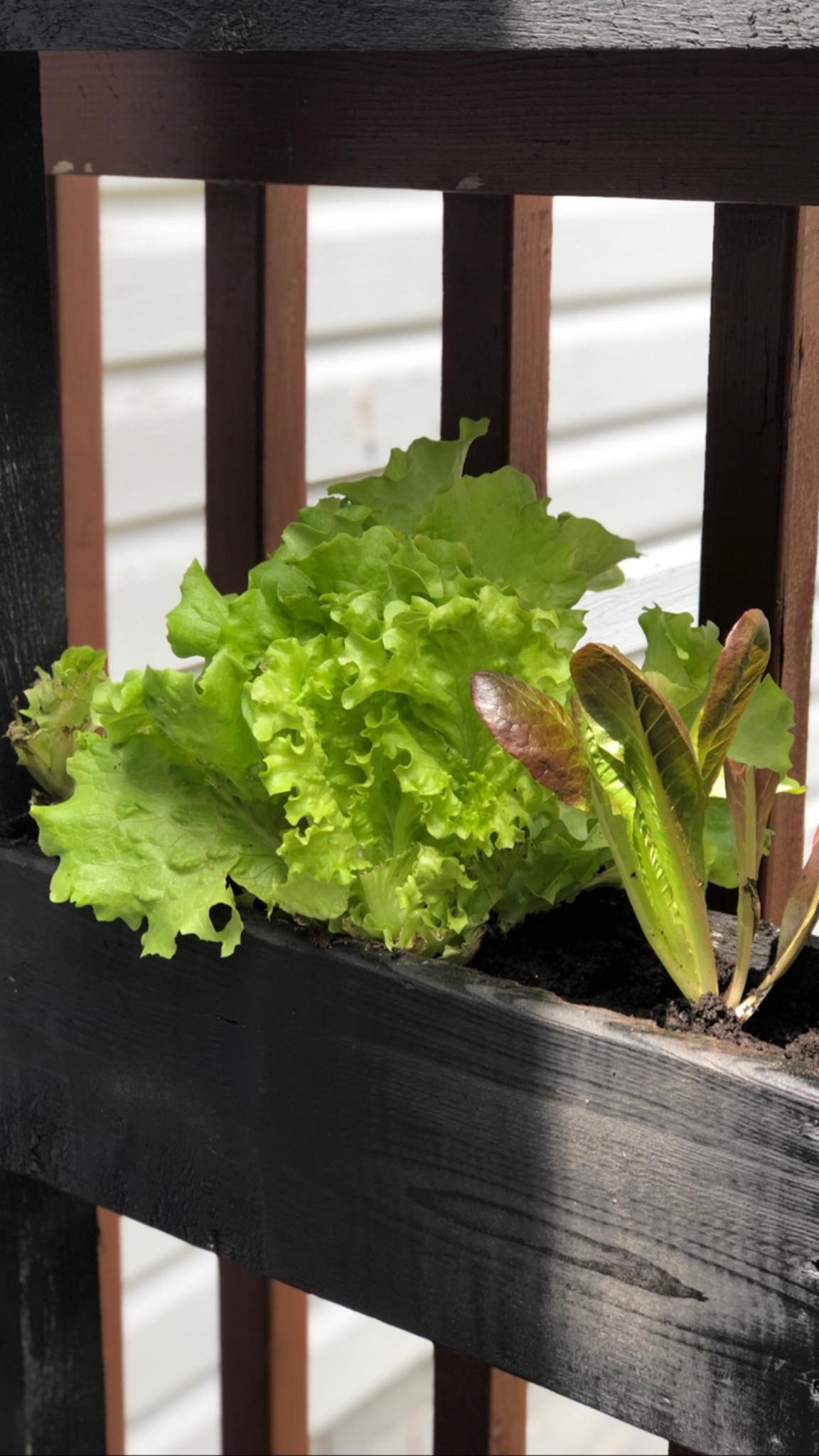 since lettuce doesnt mind being root bound and can tolerate shade well, I used the two bottom planters to do a mix of red and green leaf lettuce, small kale and various other leafy greens sourced from a local organic grower.