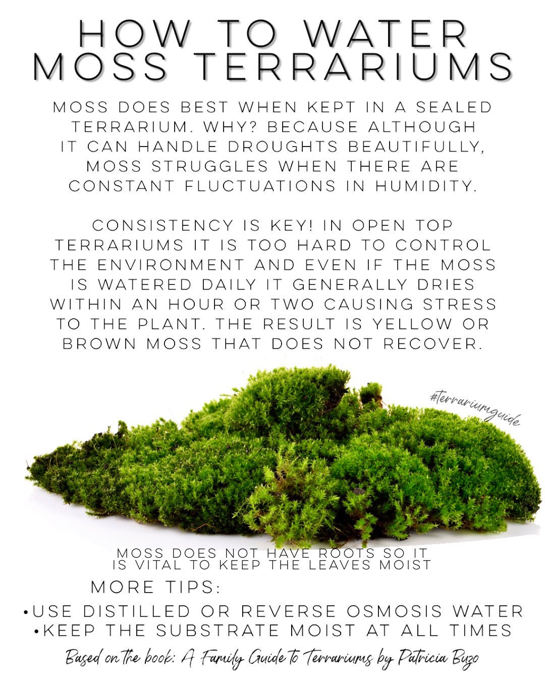 How to water moss terrariums
