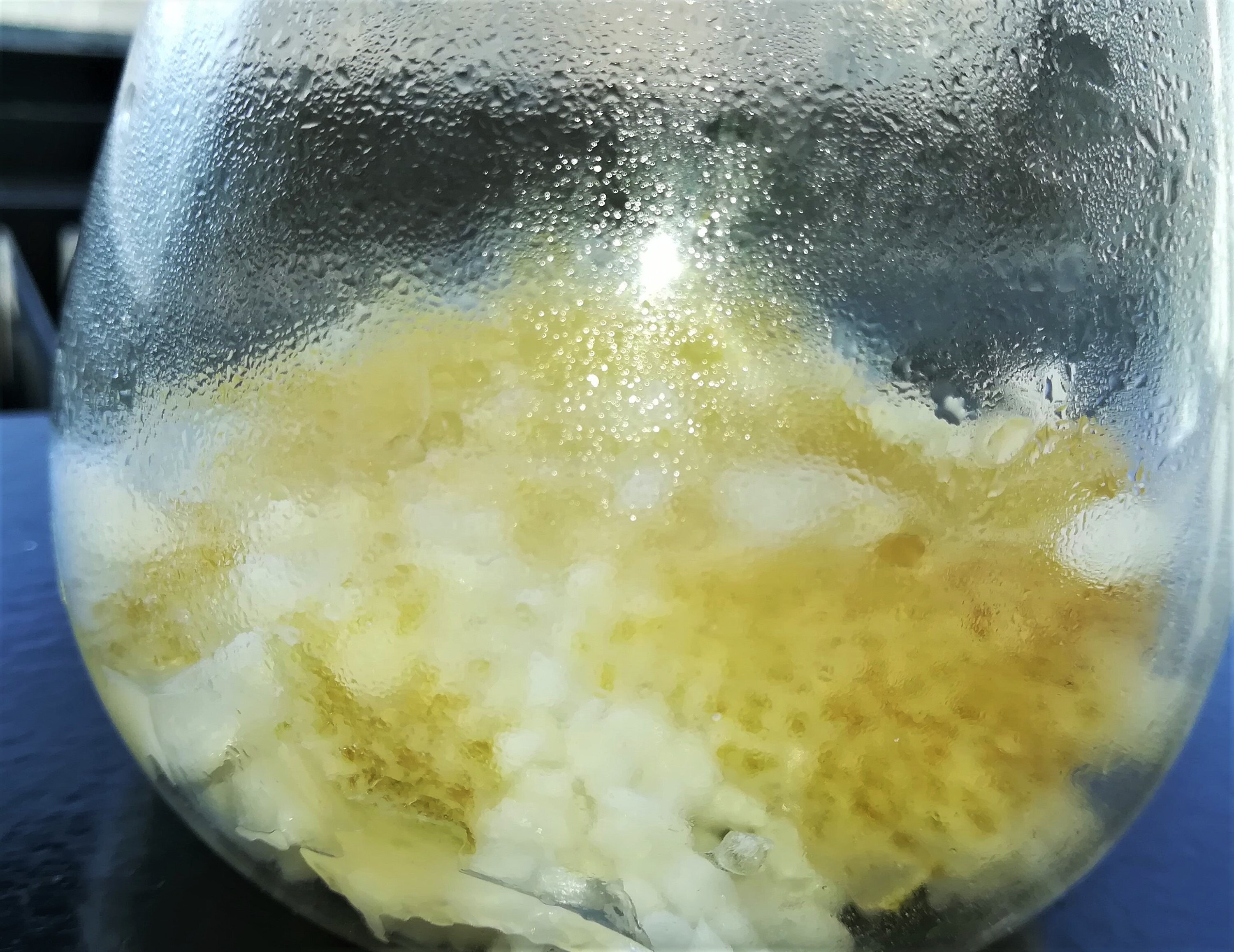 moss after 1 week