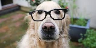 smart dog