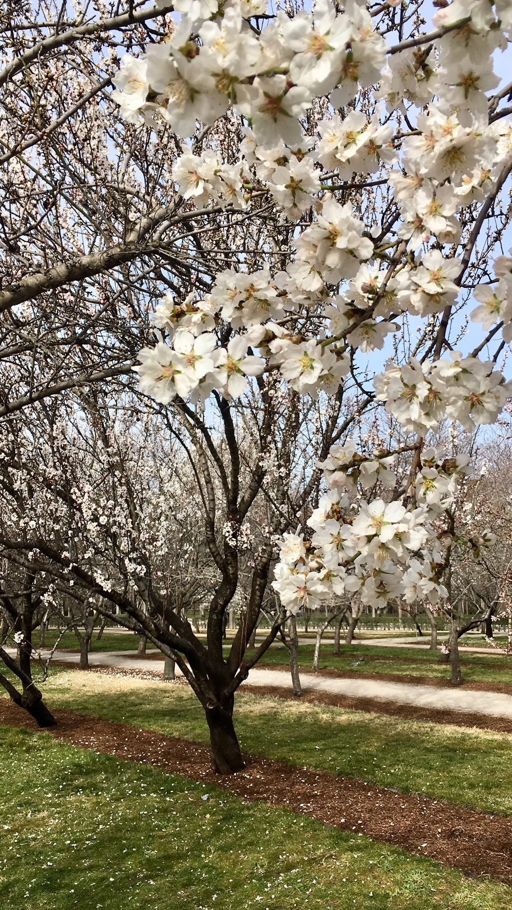 Alemendros flor Retiro naturaleza primavera nueva temporada 2019 madrid