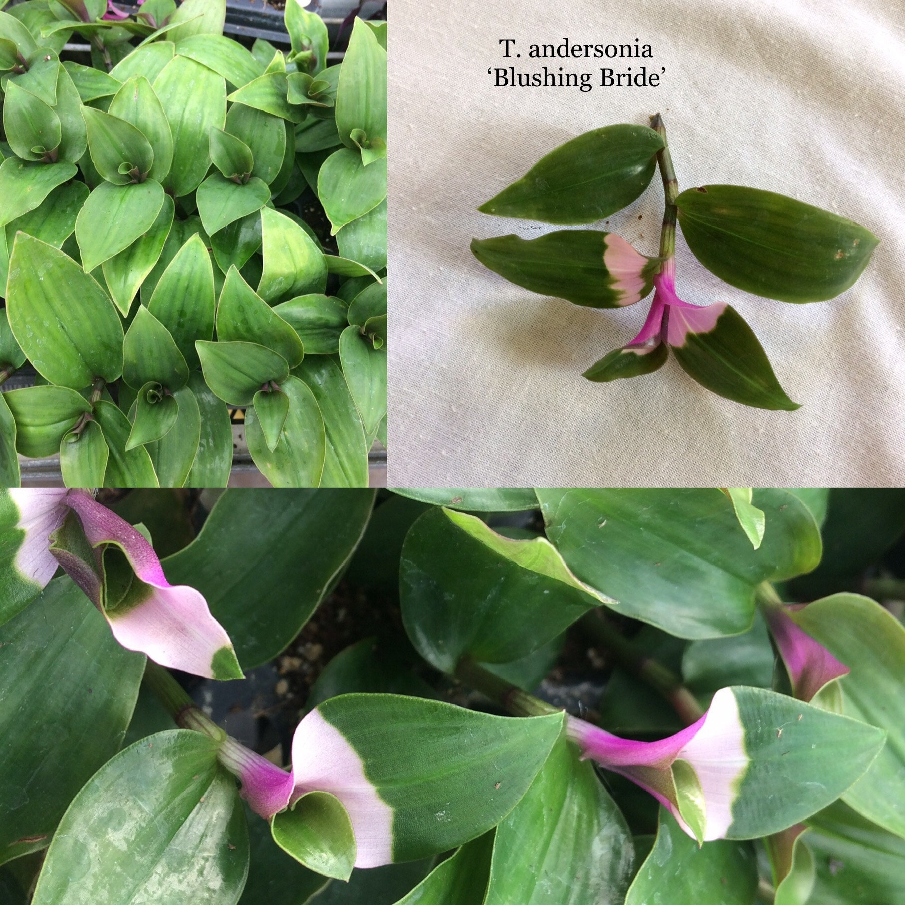 Which Variety Do I Have Tradescantia Care And Identification