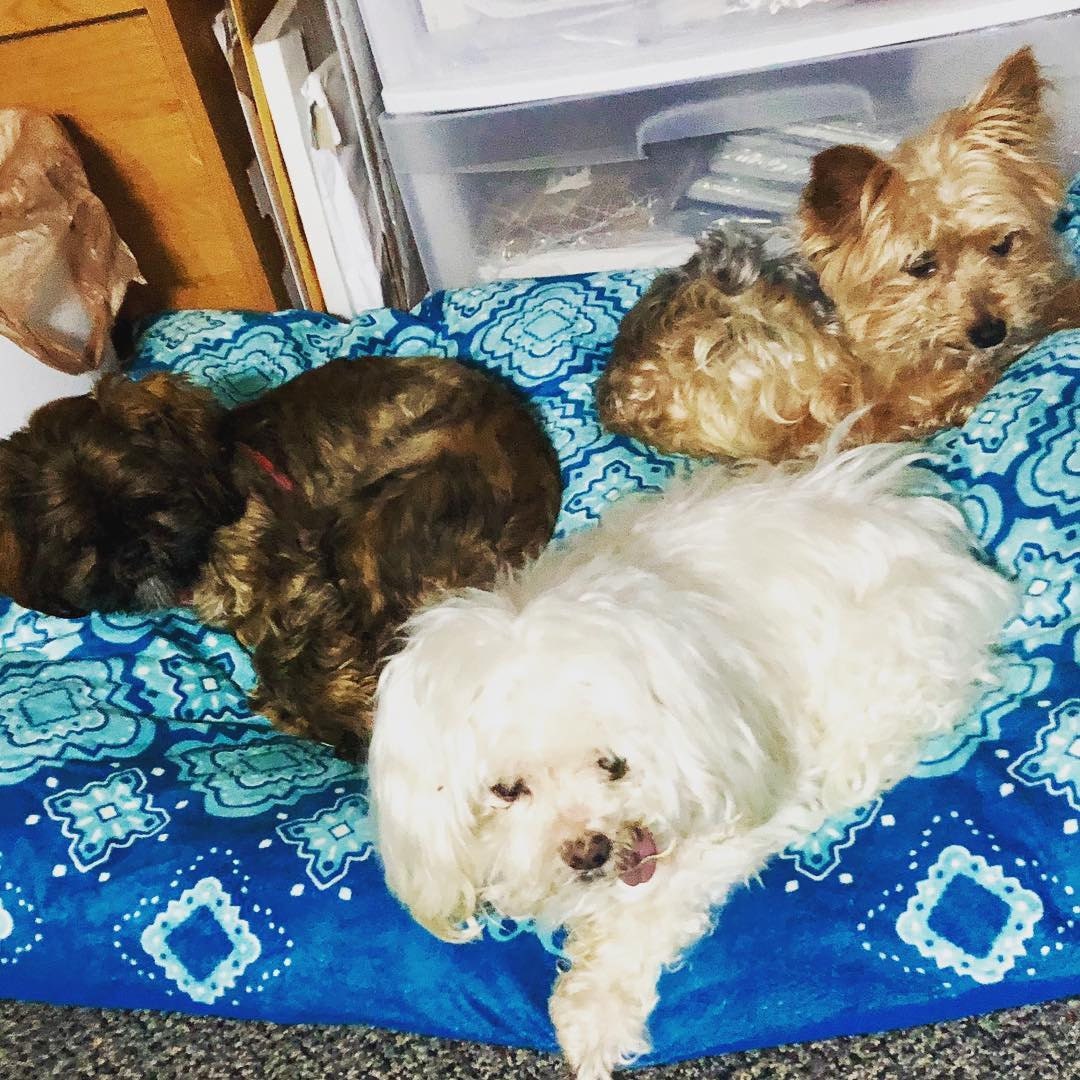 three rescue dogs, left to right: Dot, Whirly, and Toby