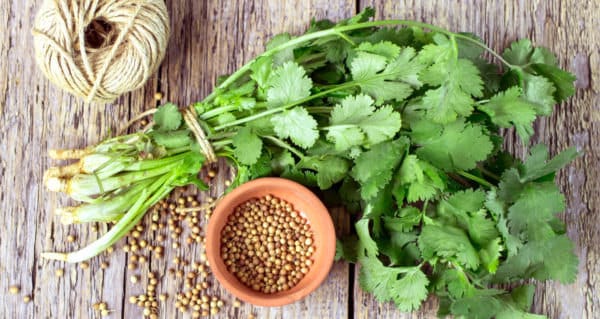 Coriander and Cilantro