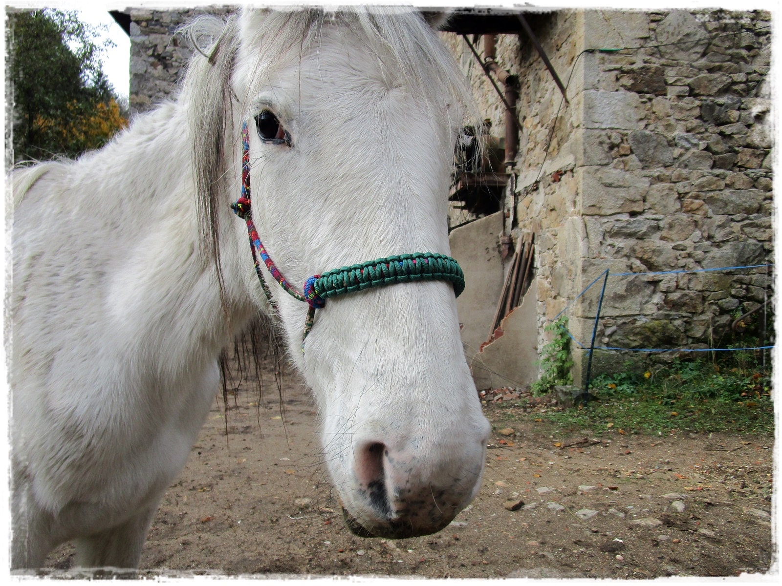 licol corde, licol éthologique - rope halter, cross-rope halter, halter bridle
