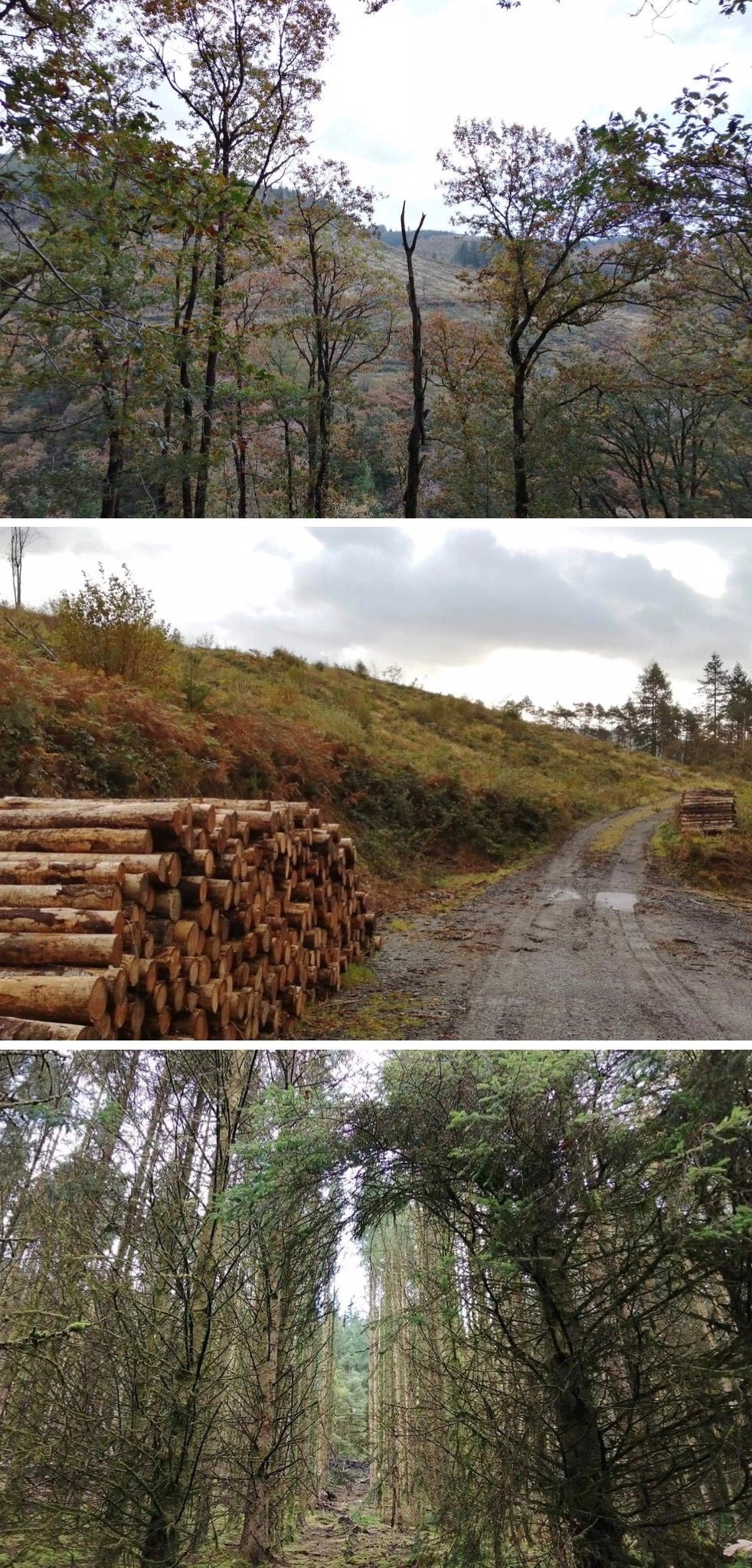 Woodland management in Abergorlech, Carmarthenshire, Wales