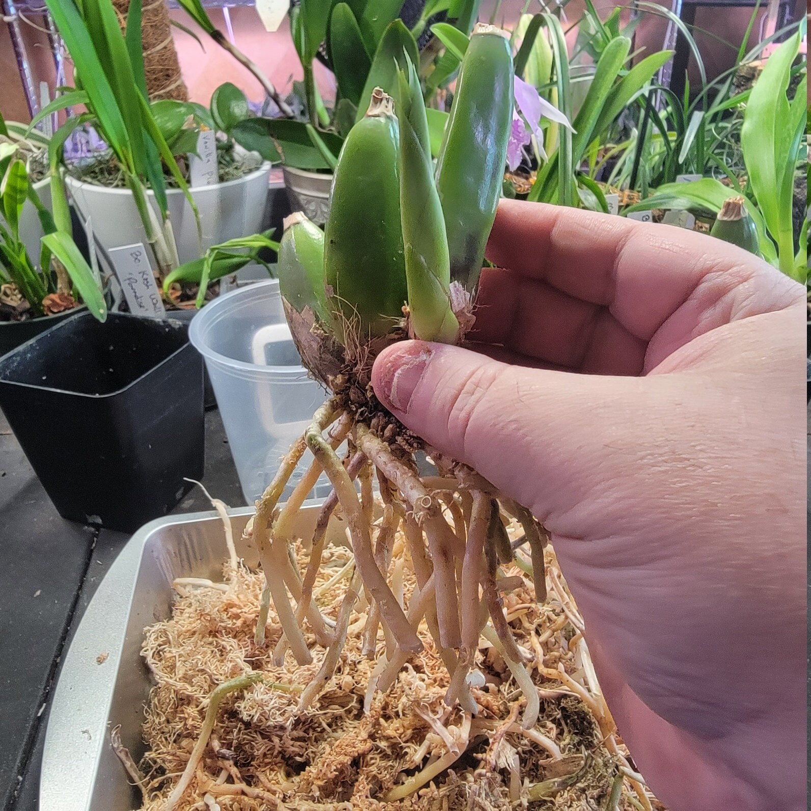 Root cut