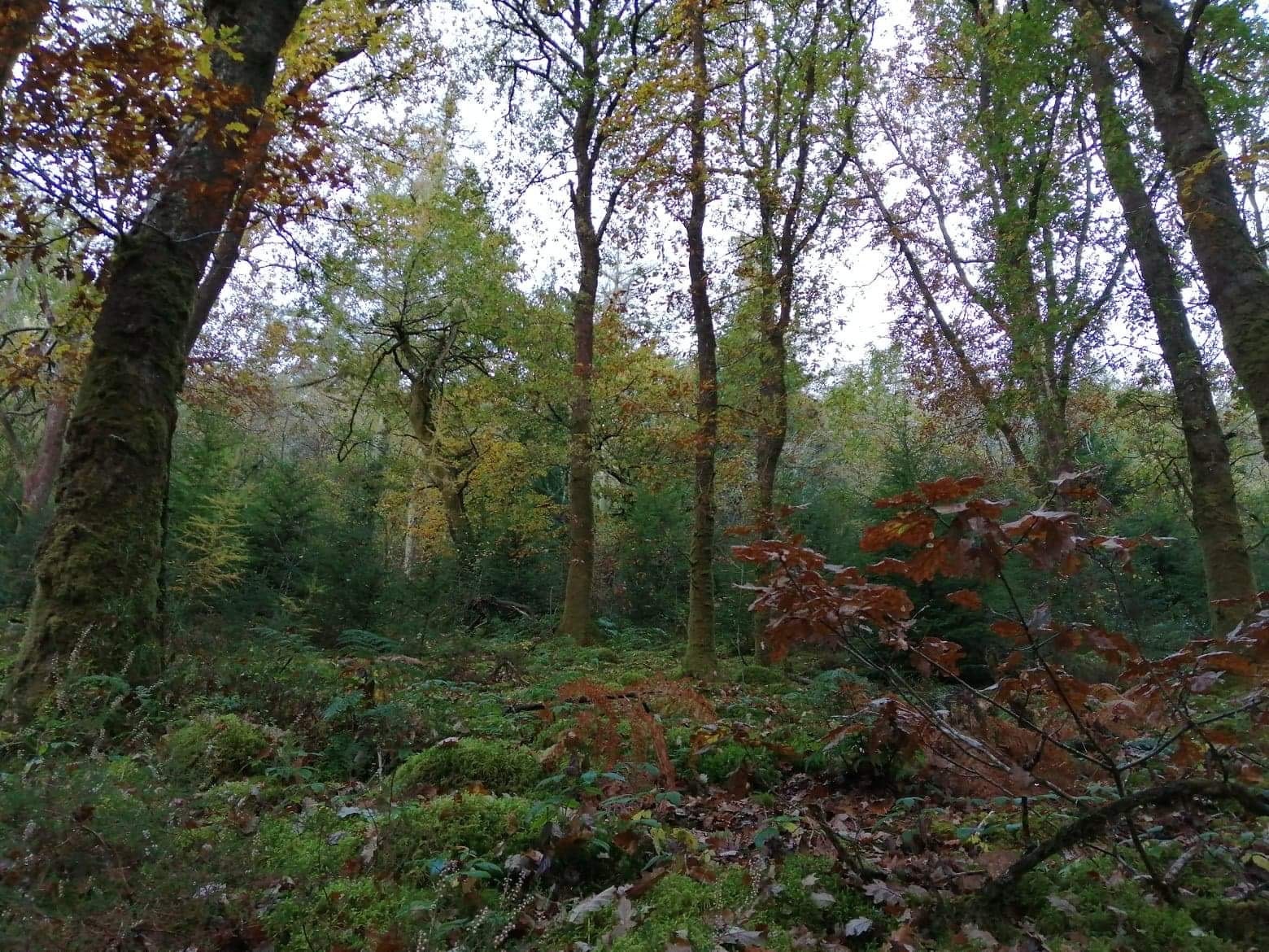 Brechfa Forest, Abergorlech, Carmarthenshire, Wales