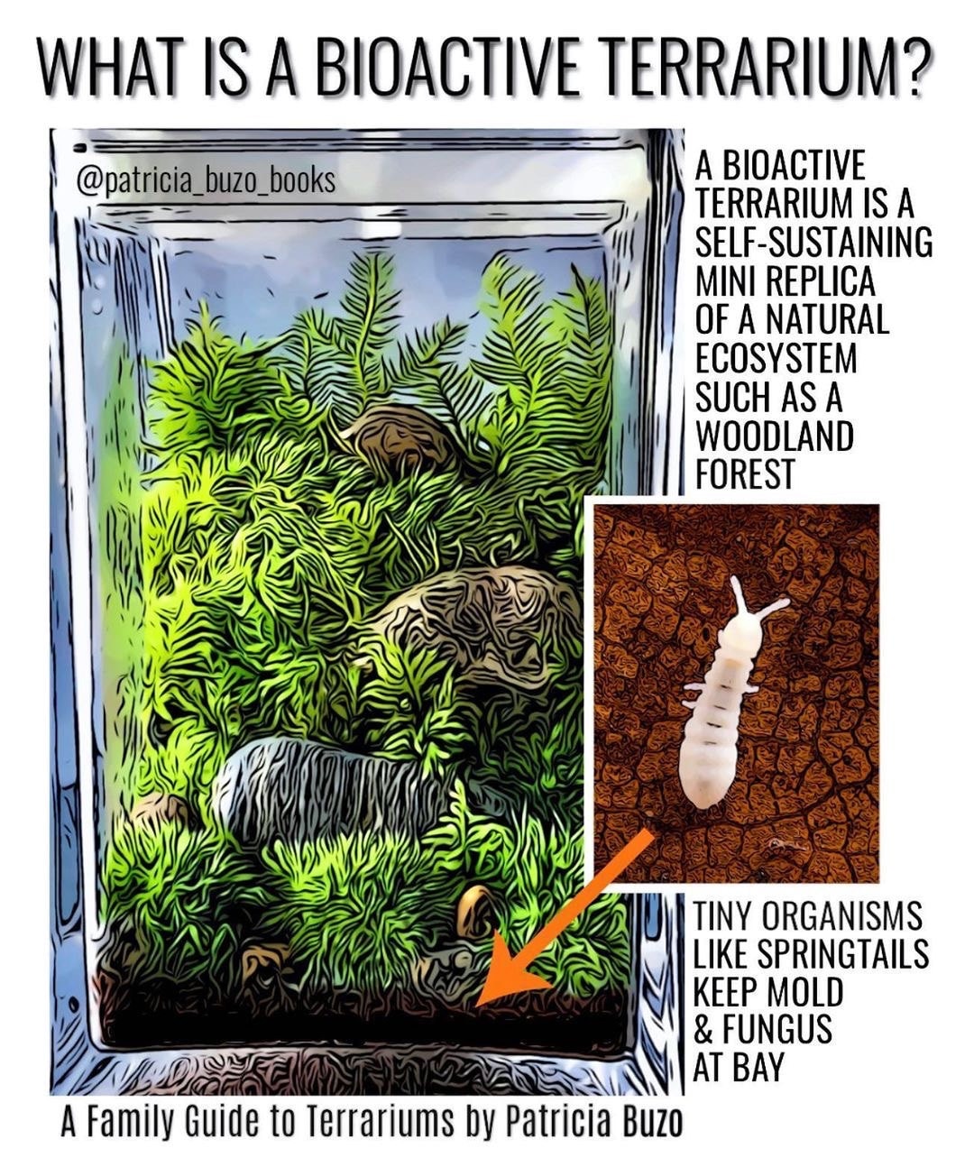 Springtails: a tiny but mighty terrarium crew