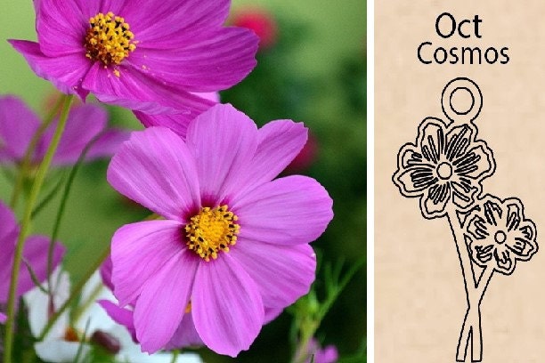 Cosmos Flower By Necklace Dream World