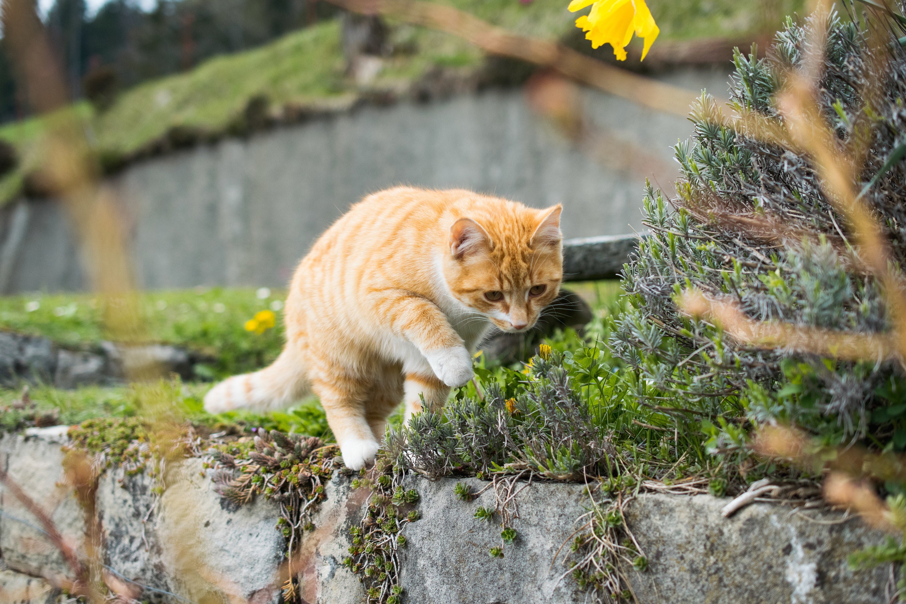 cat outside
