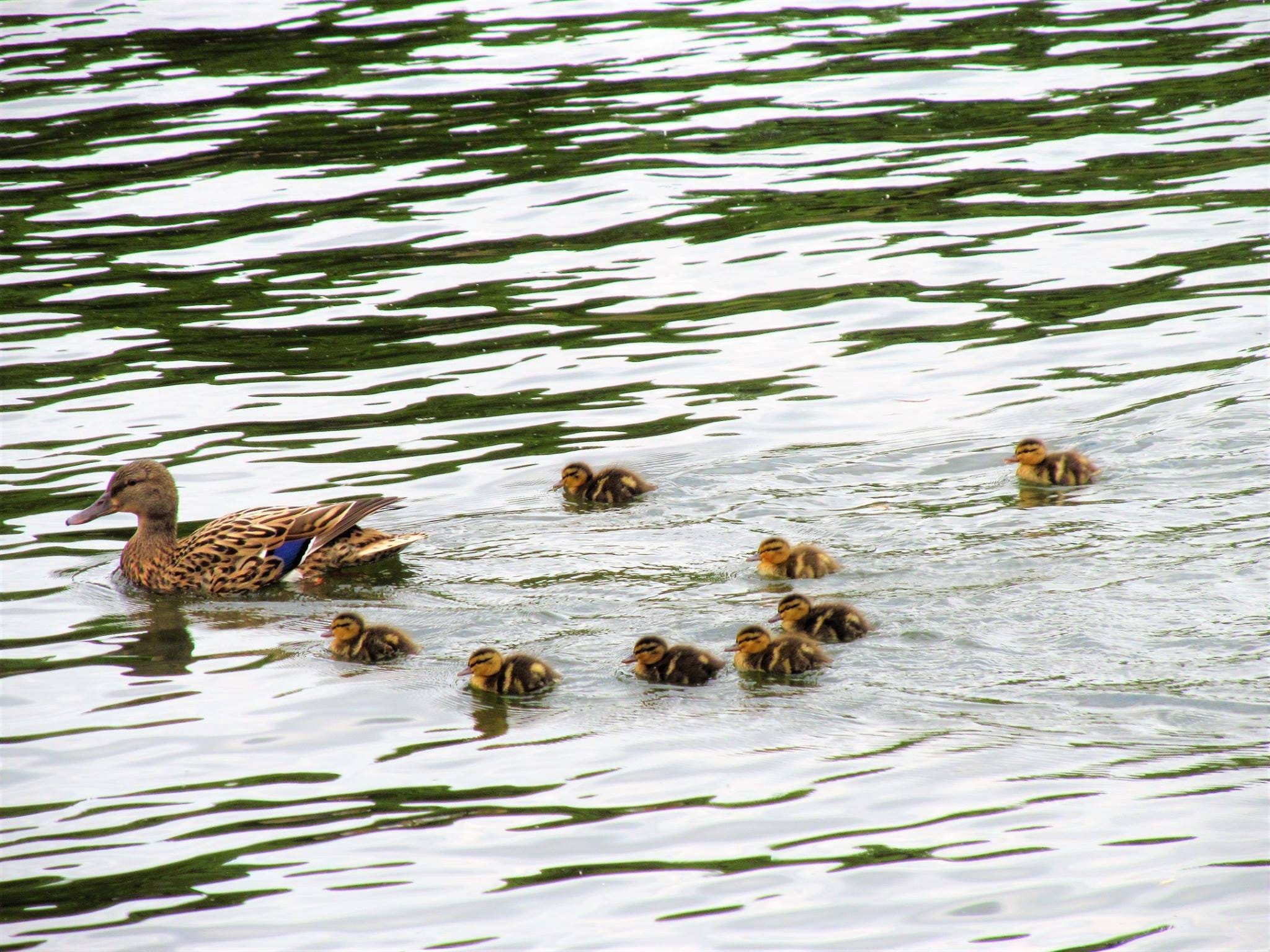Mildred and her ducklings