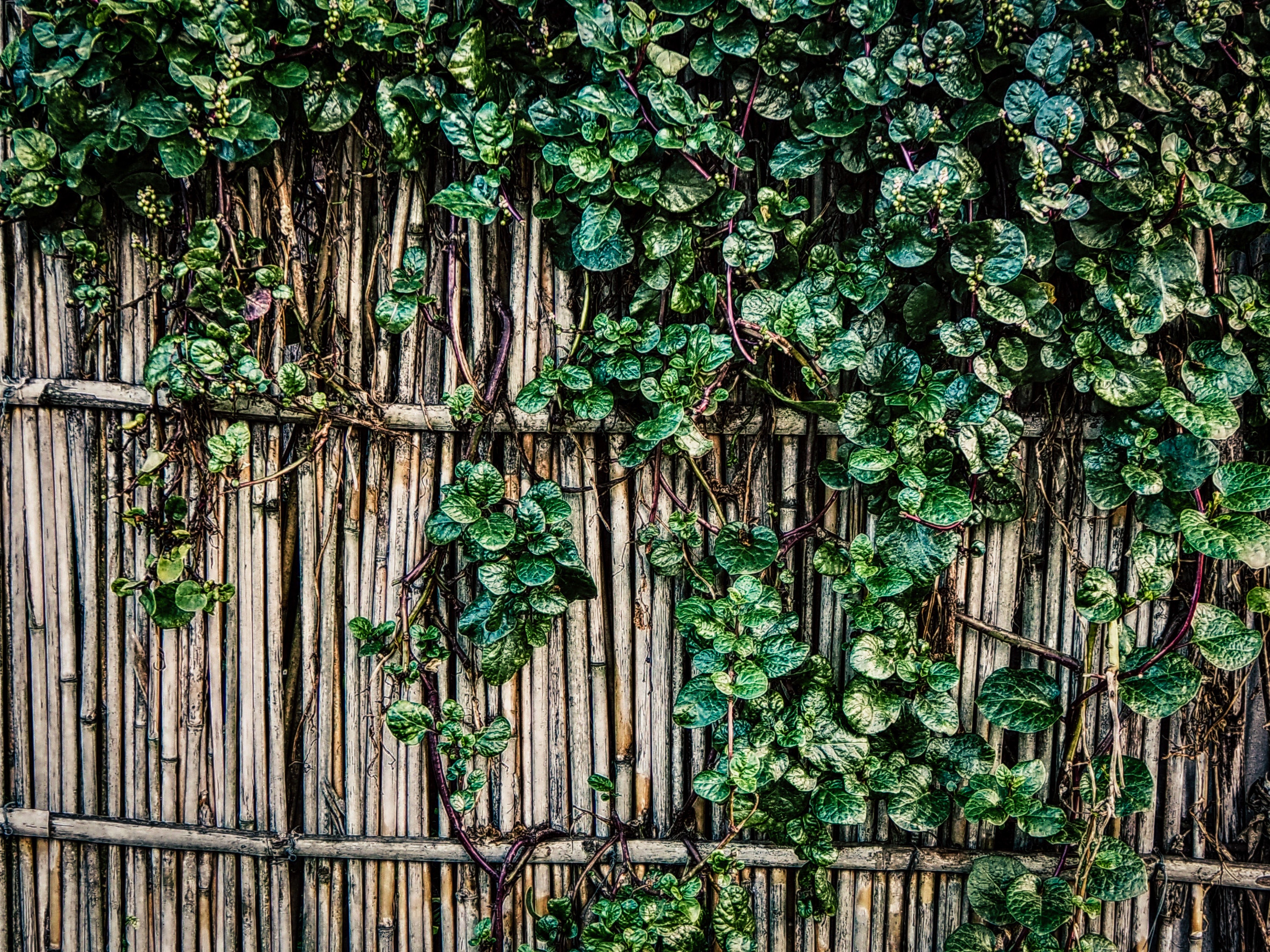 A vine covered bamboo fence