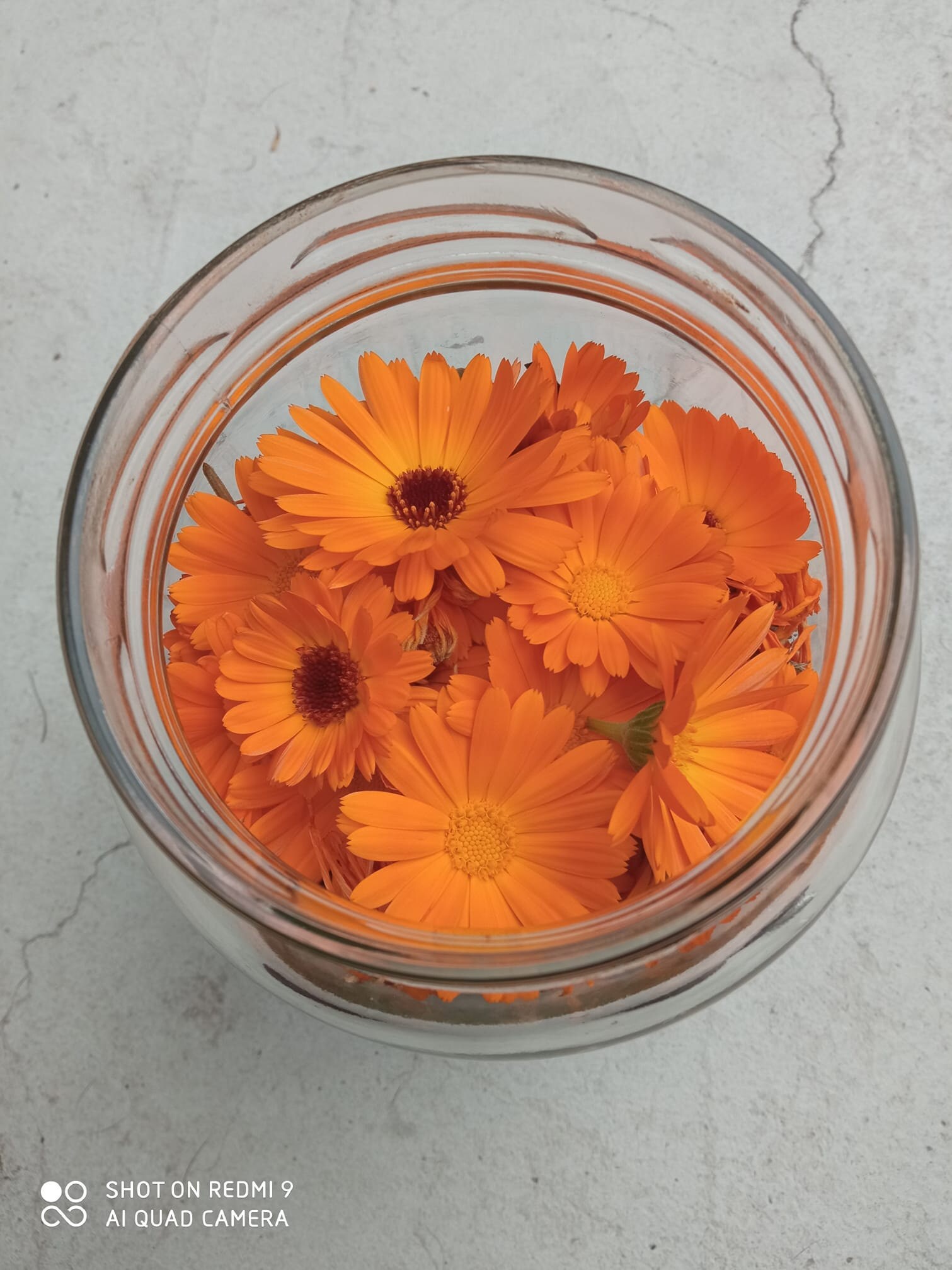 Filling up a mason jar with Calendula flowers to make the infused oil