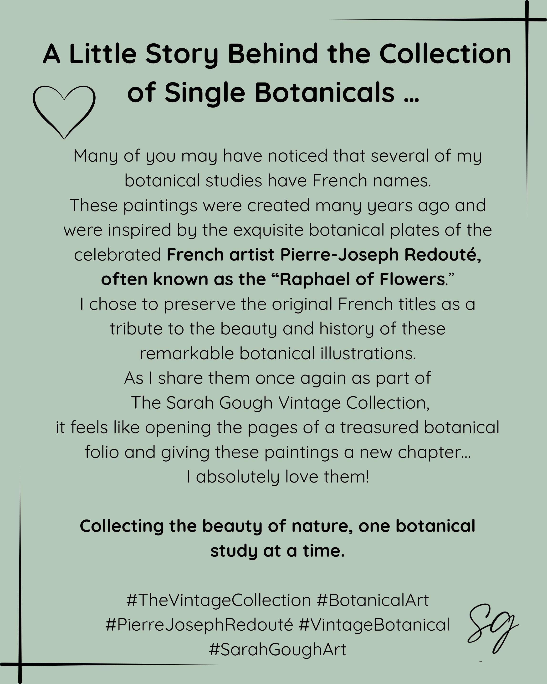 A Little Story Behind the Collection of Single Botanicals and the work of an original French Botanist.