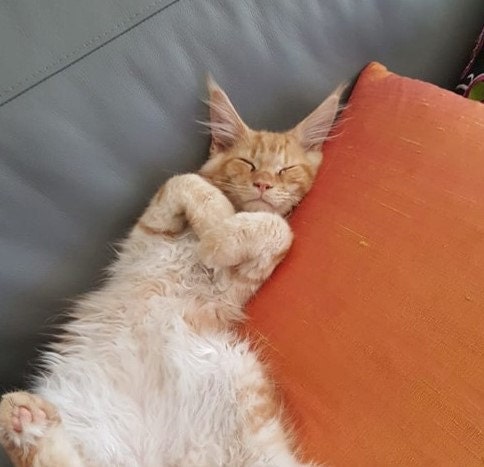 Eddie, with us three days and making himself at home.
