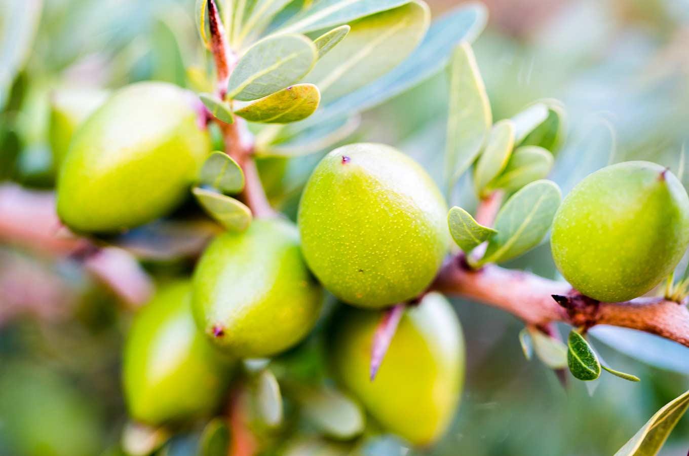 Argan Pflanze