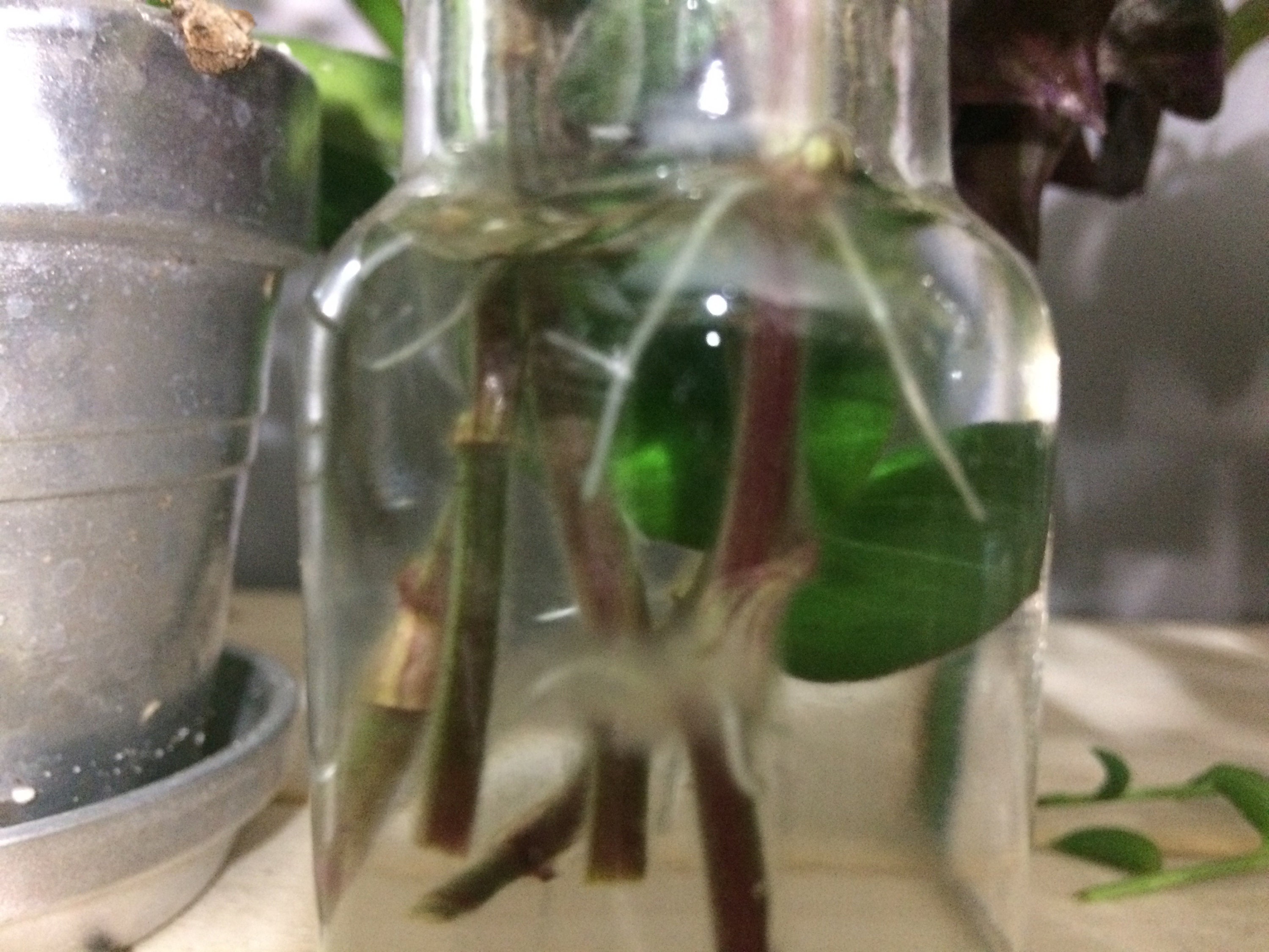 Which Variety Do I Have Tradescantia Care And Identification