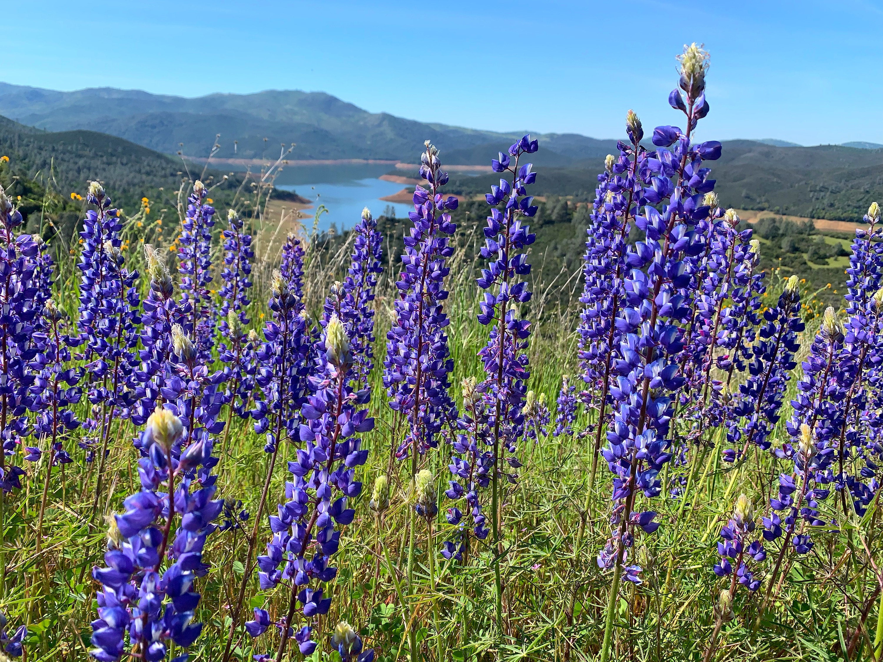 Flowers - Yosemite