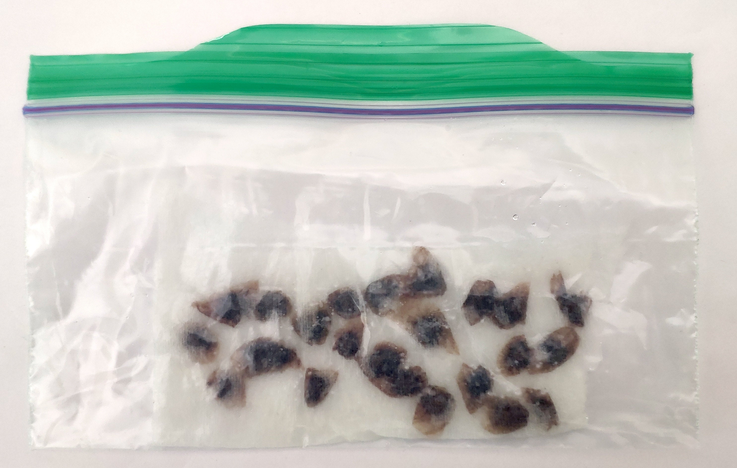 7.19 we put seeds inside a ziplock bag moistened with kitchen towel