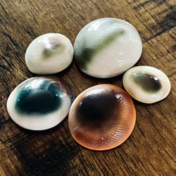 Cats Eye Shell