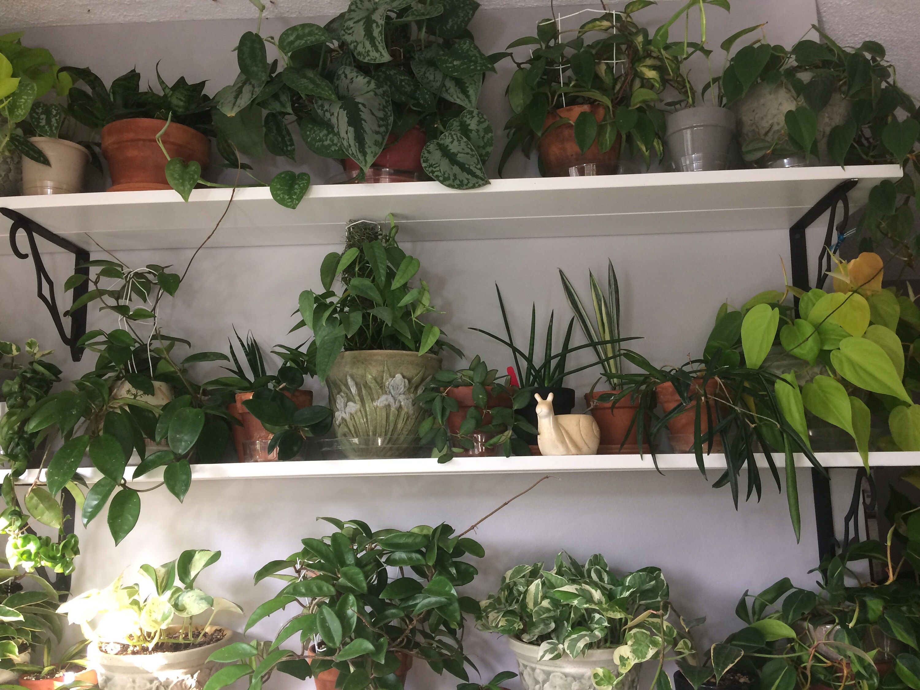 General Winter Plant Care