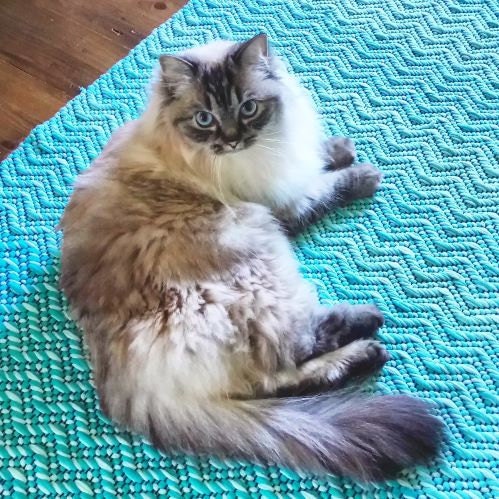 cat and handwoven rug