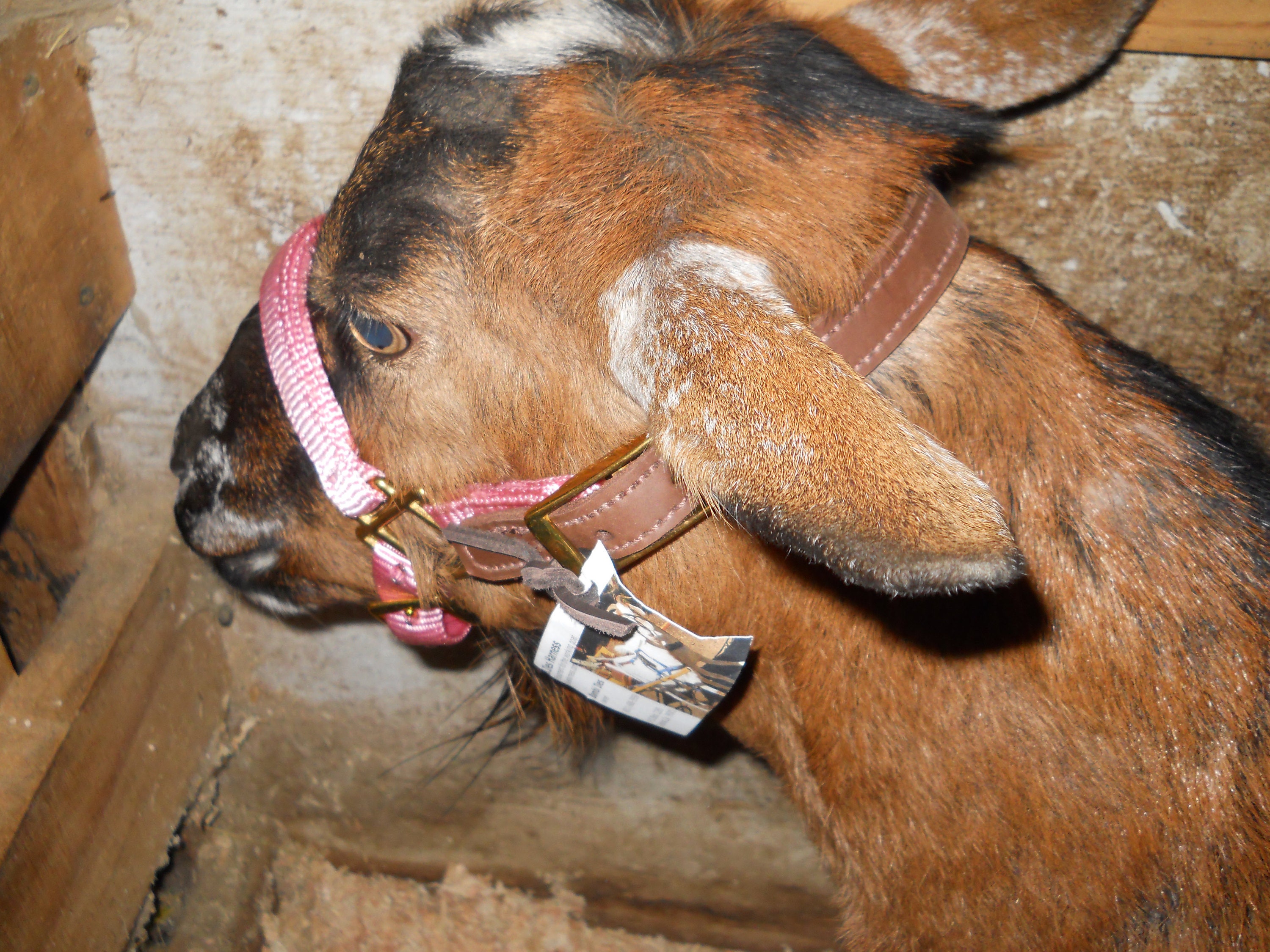 correct fitting halter