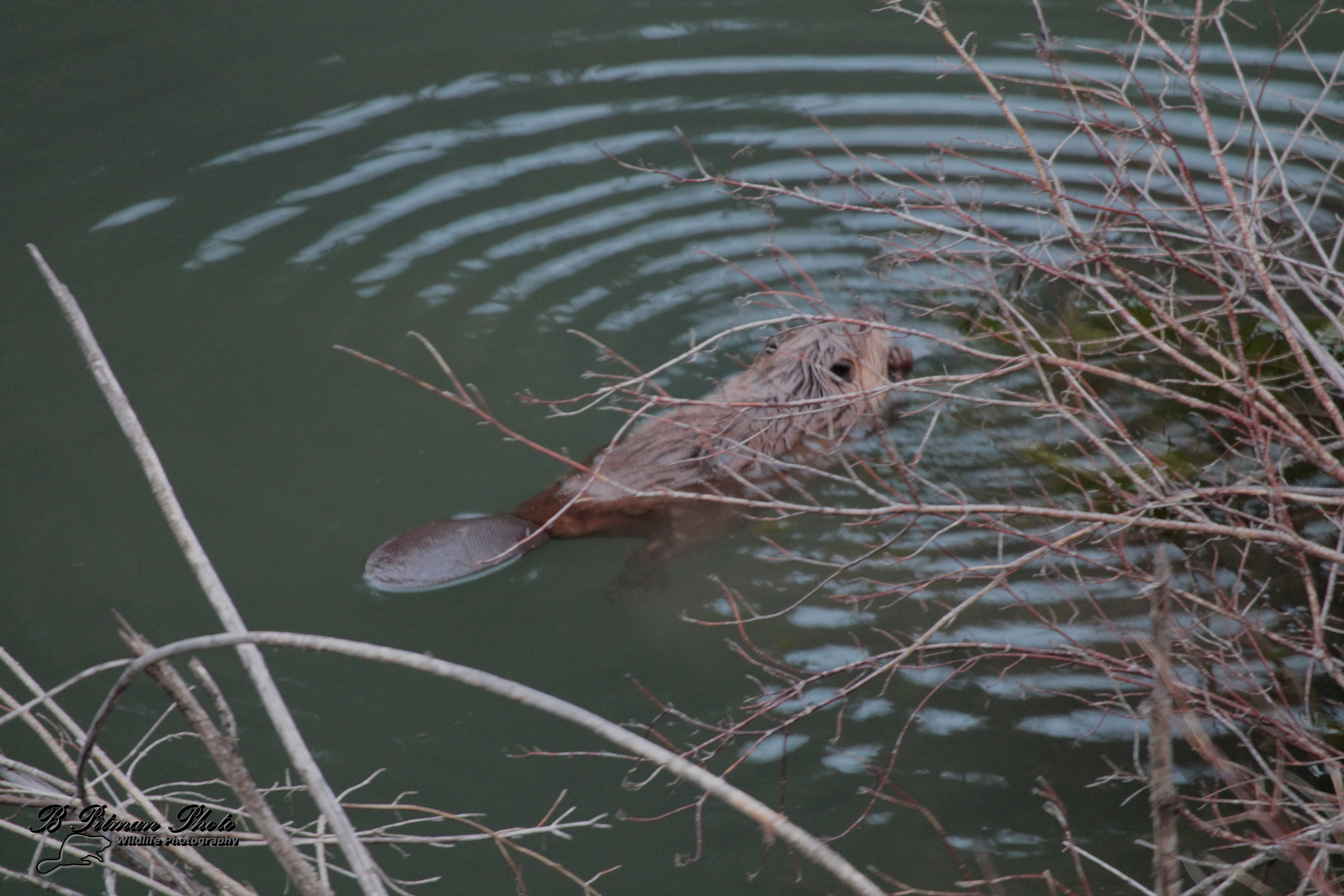 Beaver Photo I took on one of my first trips out with the Canon T7