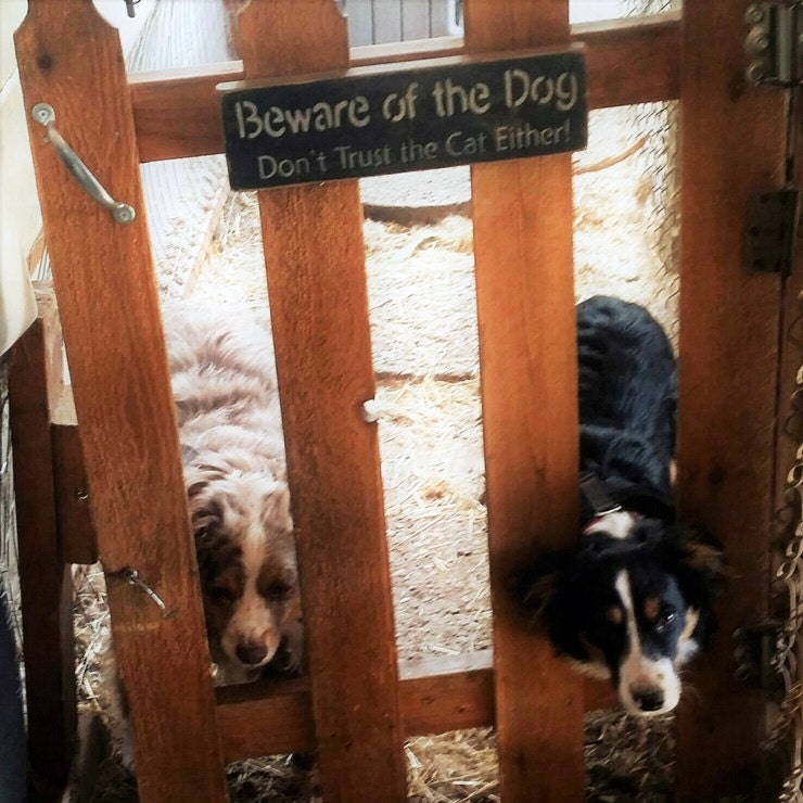 Watch Dogs on Duty