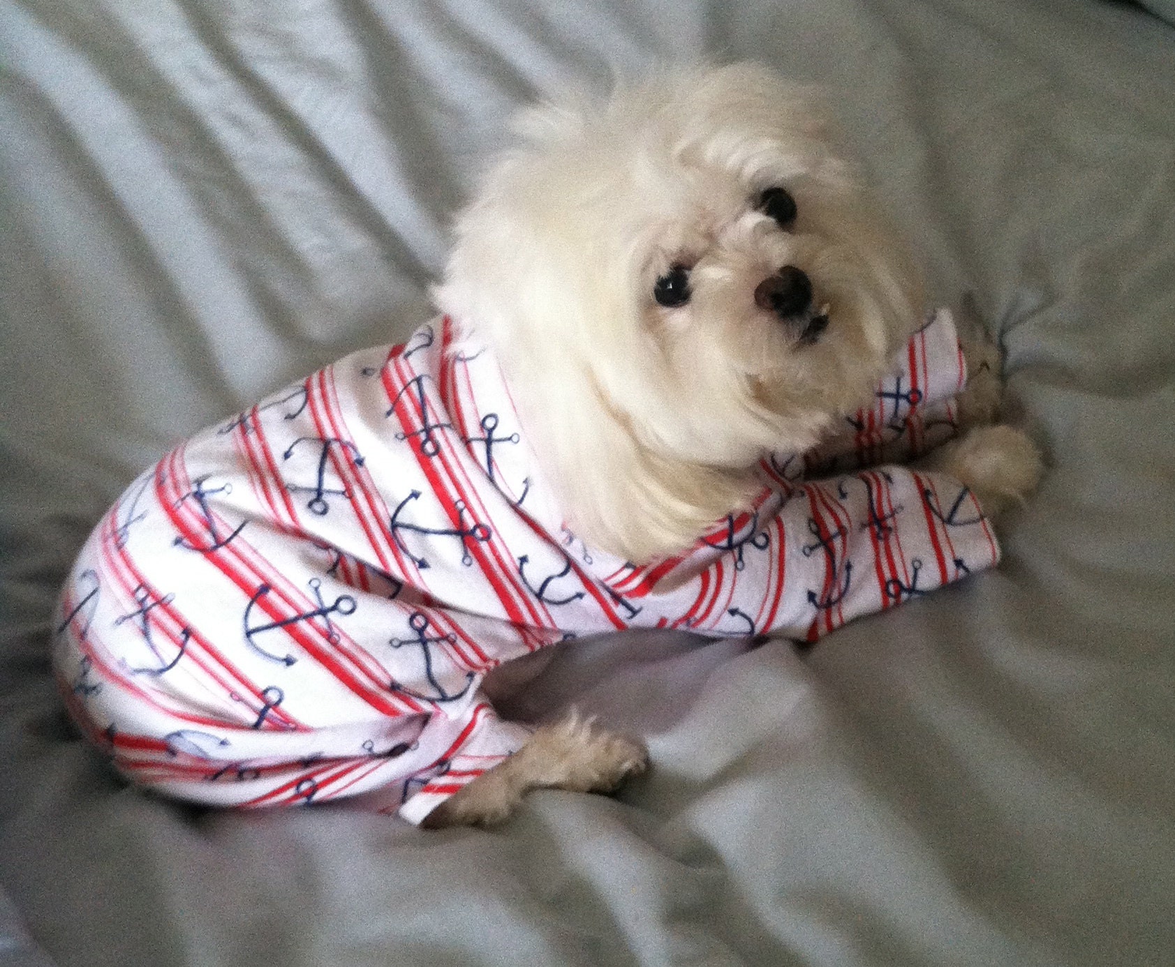 Whirly wearing dog pajamas