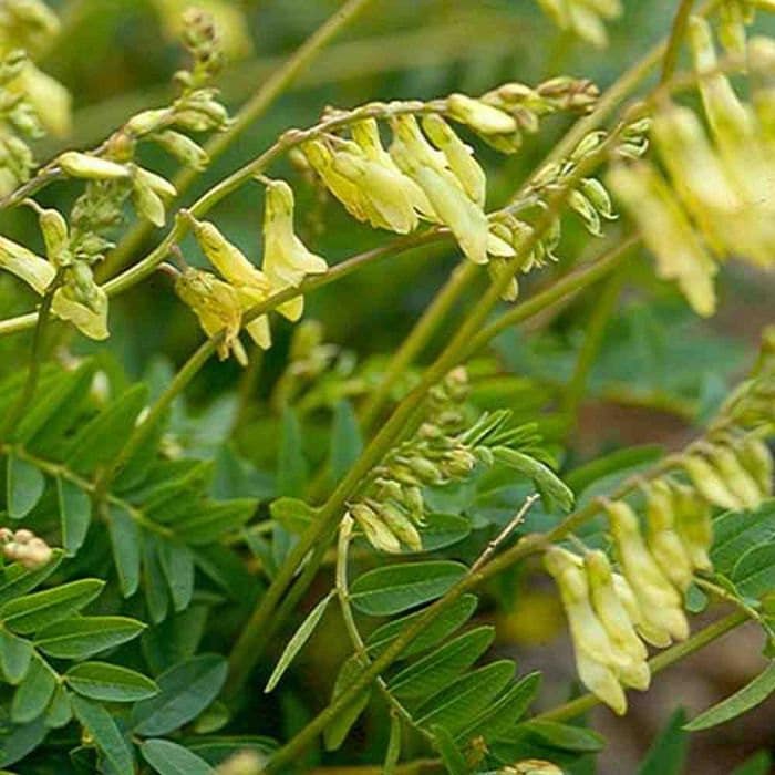 Astragalus Flower Yellow
