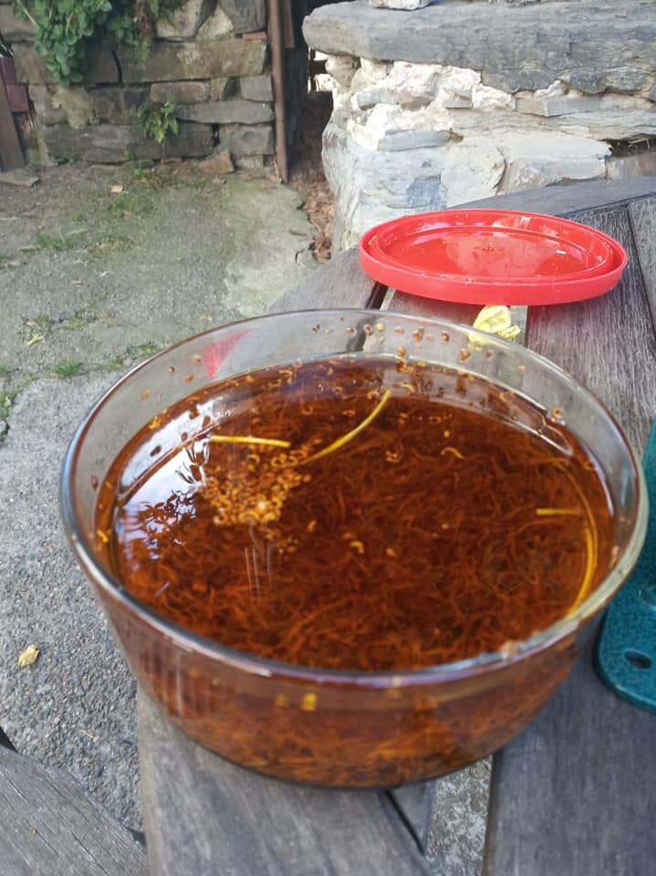 Calendula oil ready to strain