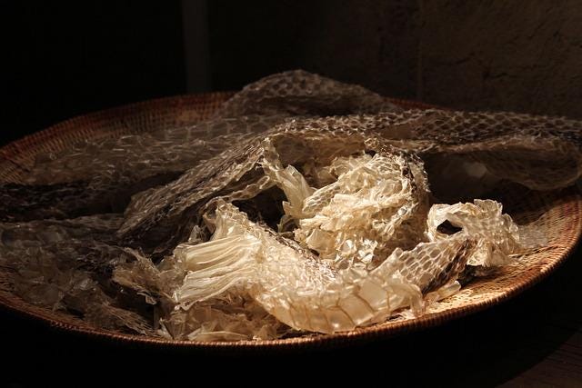 Dried up snakeskin in a round bowl, light sunshine shining over it.