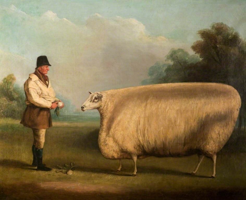 Prize Sheep’, 1838, oil on canvas, 54.5 x 67.5 cm. By William Henry Davis (1786–1865) ( museum of Lincolnshire life)
