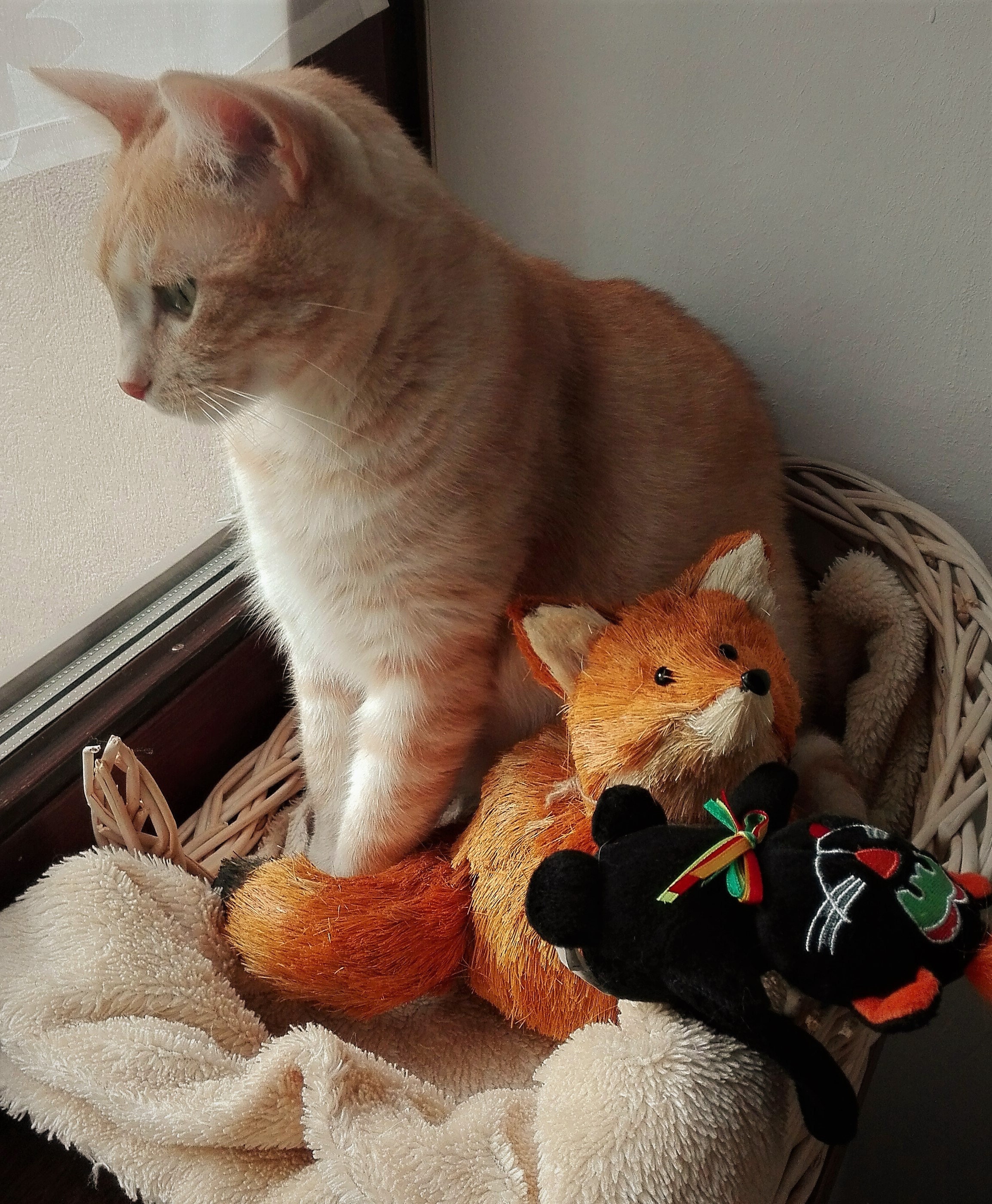 Crafts4Cats