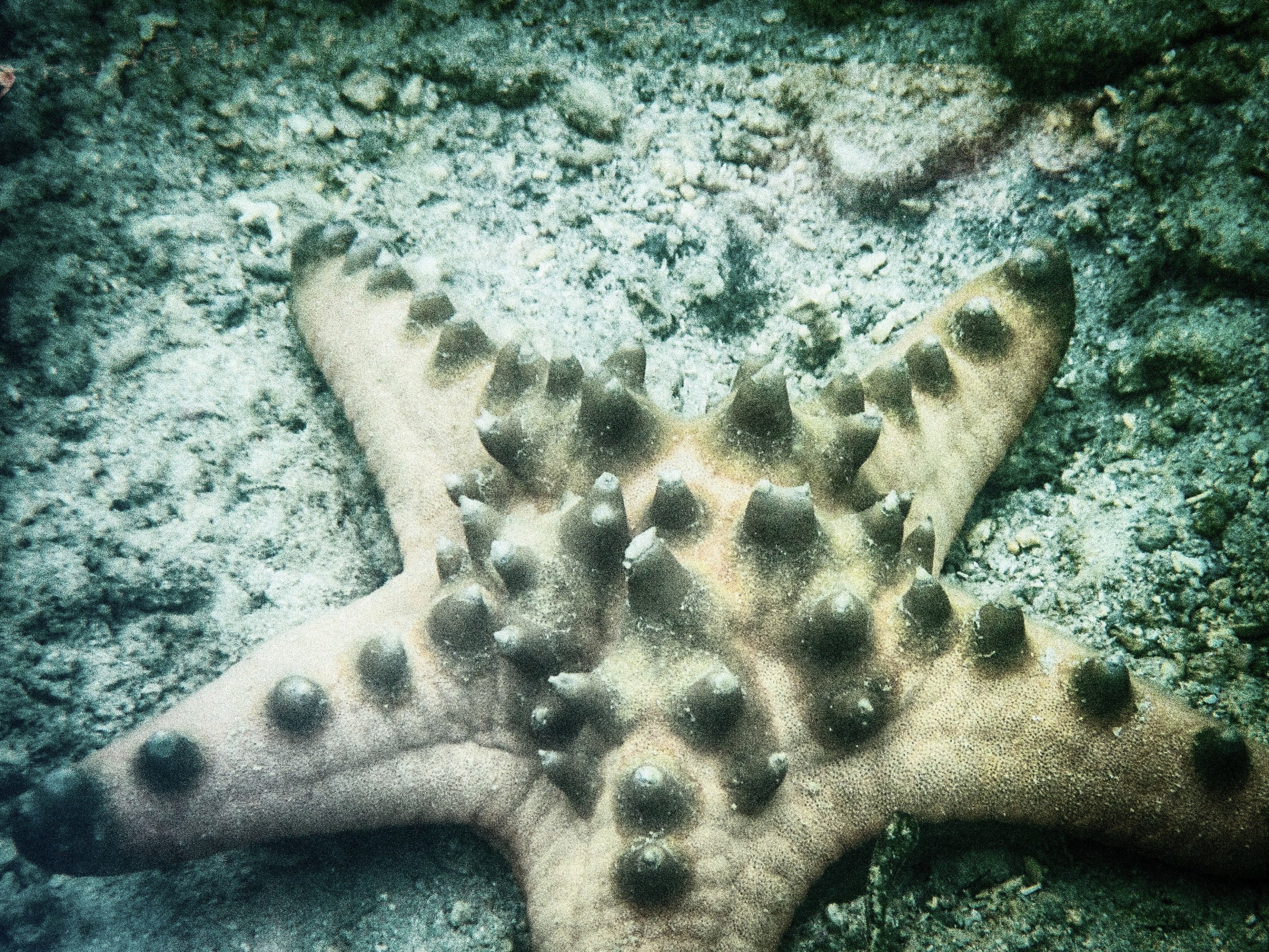 Starfish Island