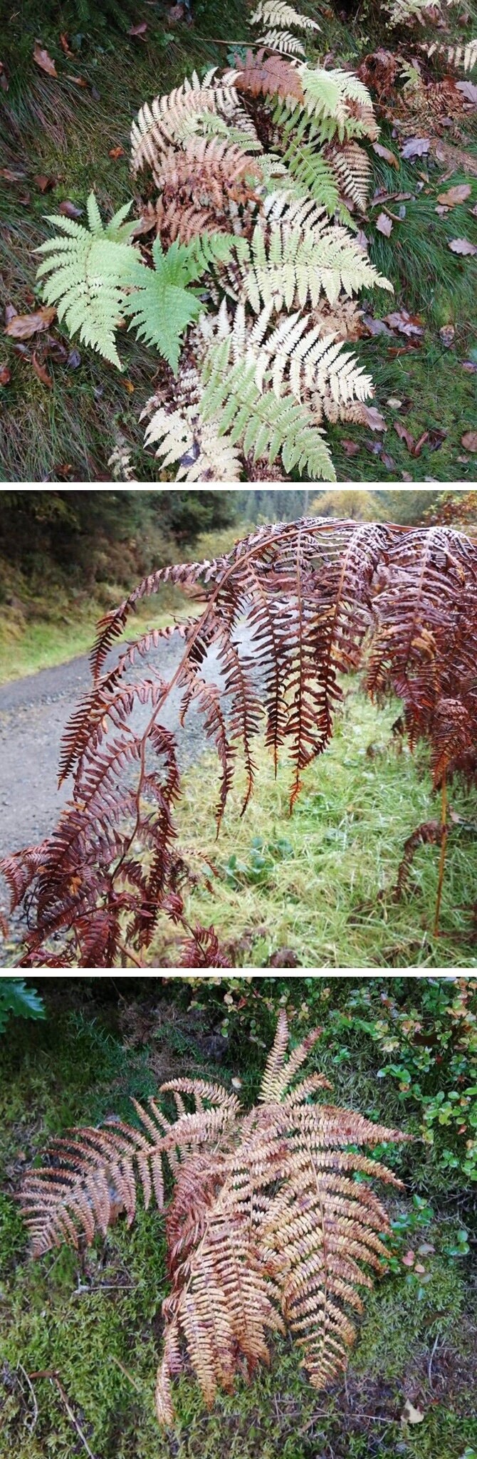 Autumn ferns, Brechfa Forest, Abergorlech, Wales