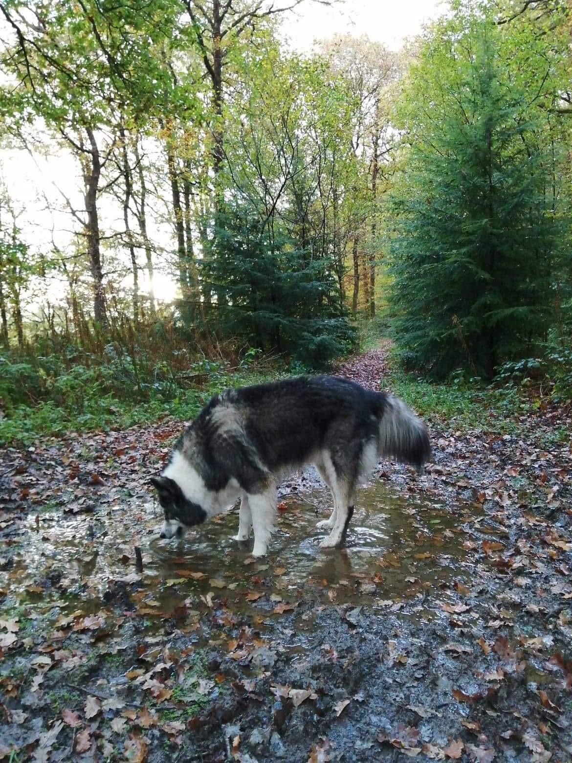 Shap, Alaskan Malamute x Collie in Brechfa Forest